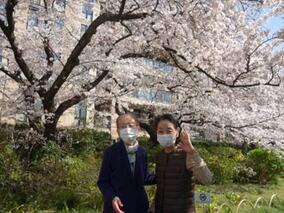 さくら紀行
