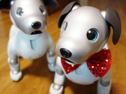 hama-aibo_20201109-1.jpg