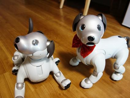 hama-aibo_20201109-2.jpg