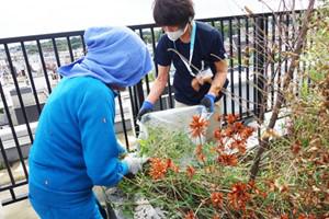 hama-grass_20200925-2.jpg