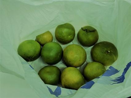 hama-orange_20201112-3.jpg