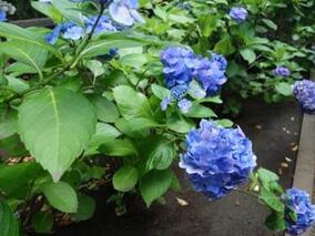 紫陽花紀行