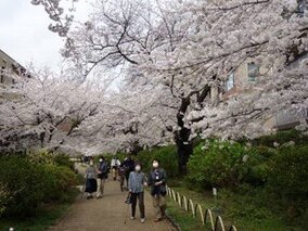 桜並木の下で