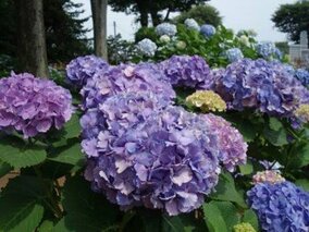 紫陽花紀行 ２０２２