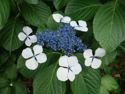 hama-ajisai_20220707-2.jpg