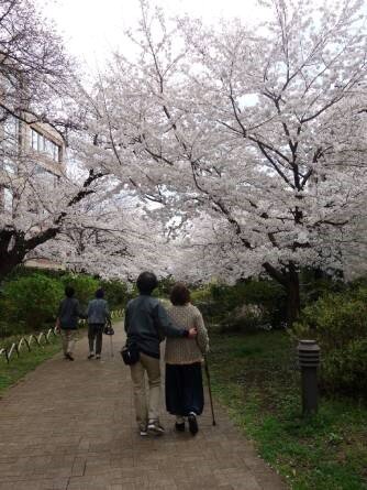 hama-sakura_20220509-2.jpg