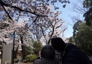 駒沢公園の桜