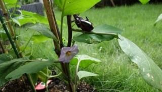 野菜の栽培を始めました