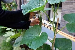 『ソナーレ駒沢公園ブランド野菜』収穫しました