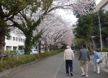 koma-cherry_20220411-2.jpg