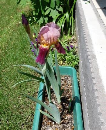 koma-flower_20220531-2.jpg
