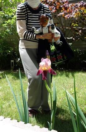 koma-flower_20220531-3.jpg