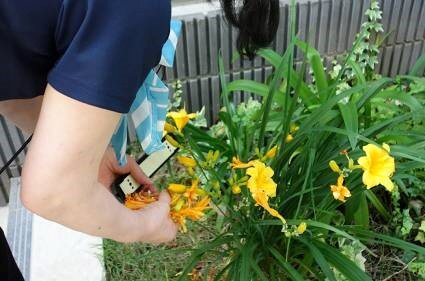 koma-flower_20220609-4.jpg