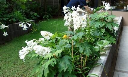 koma-flower_20220609-5.jpg