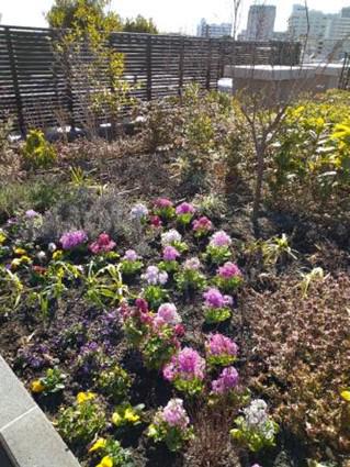 koma-spring_20210215-1.jpg