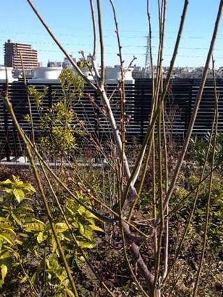 koma-spring_20210215-2.jpg