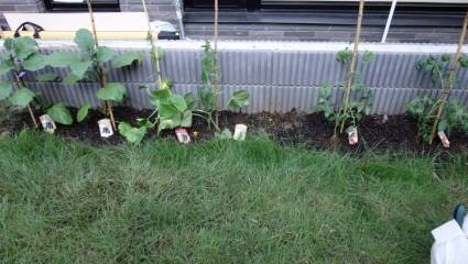 koma-veg_20220728-1.jpg
