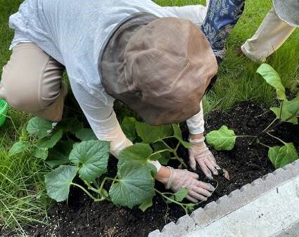 koma-veg_20220728-2.jpg