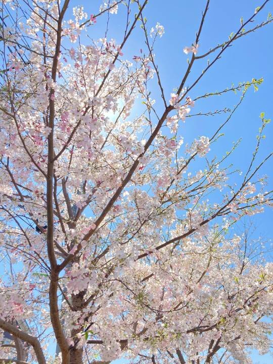 春の情景　～古木に魅せられて～