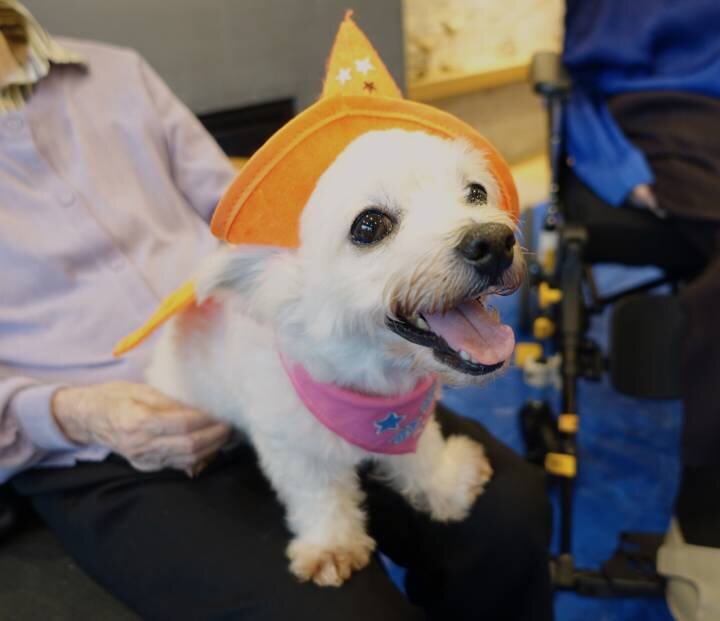 ワンちゃんと過ごす幸せなひととき