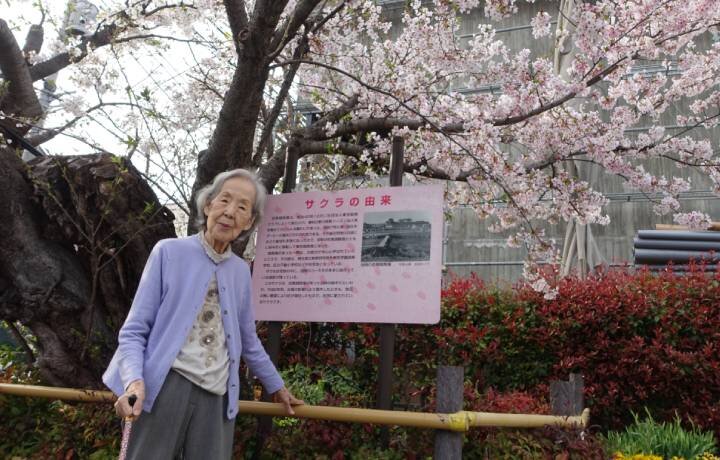 お花見散歩　～歴史ある桜の木の下で～