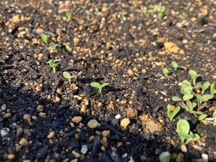 屋上ガーデンテラスからのたより