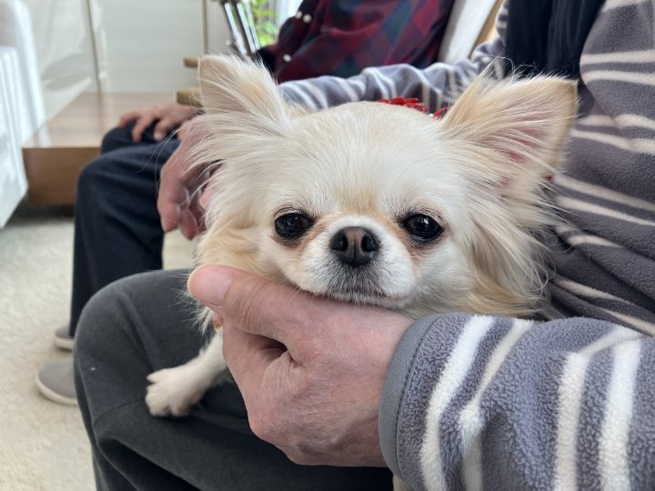 ぬくもりに触れるひととき　～ドッグセラピー～