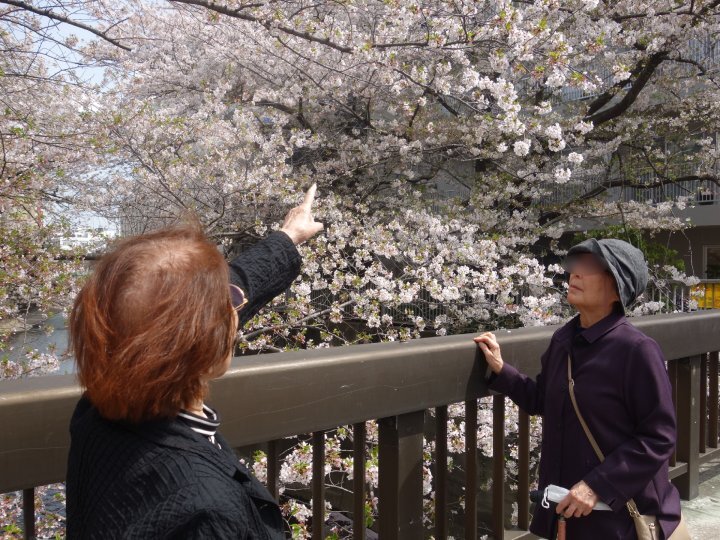 桜舞う、心の豊かなひととき