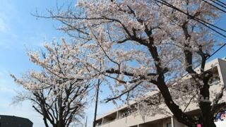 『春の訪れ』～お散歩編～PartⅠ～