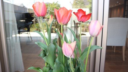 sya-Tulips_20220513-1.jpg