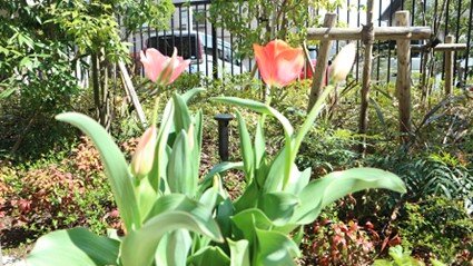 sya-Tulips_20220513-2.jpg