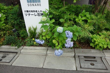 sya-ajisai_20220628-1.jpg