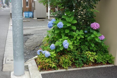 sya-ajisai_20220628-2.jpg