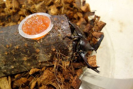 sya-beetle_20220826-3.jpg