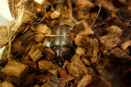 sya-beetle_20220826-4.jpg