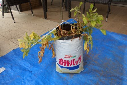 sya-poteto_20220826-1.jpg
