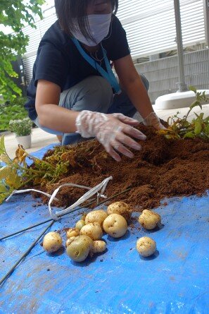 sya-poteto_20220826-4.jpg