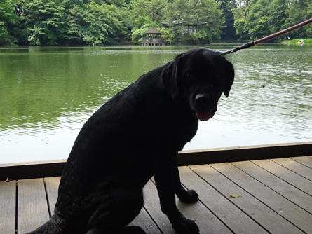 syakujii-park_20200706-1.jpg