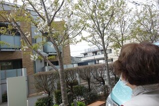 ホームのマイペースな桜