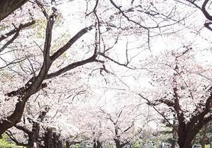 恒例『ソナーレお花見ツアー』に行ってきました（2018年4月）