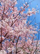 桜満開
