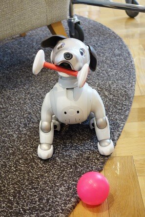 soshi-aibo_20220623-2.jpg
