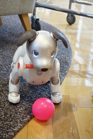 soshi-aibo_20220623-3.jpg