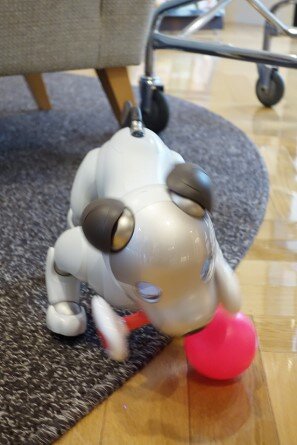 soshi-aibo_20220623-4.jpg