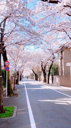 soshi-cherry_blossoms_20220406-1.jpg