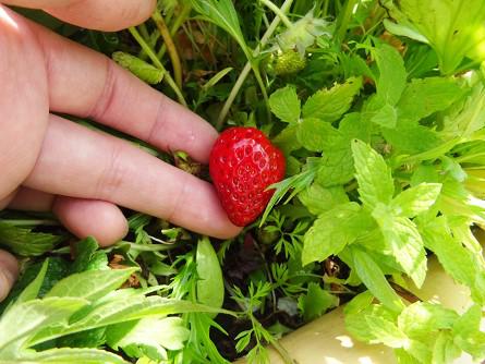 soshi-planter_20211214-7.jpg