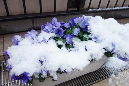 soshi-snow_220111-1.jpg