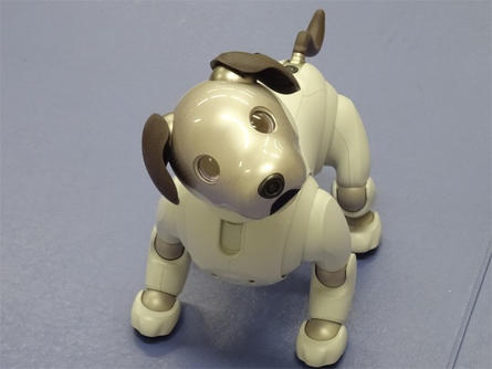 soshigaya-aibo_20200428-1.jpg