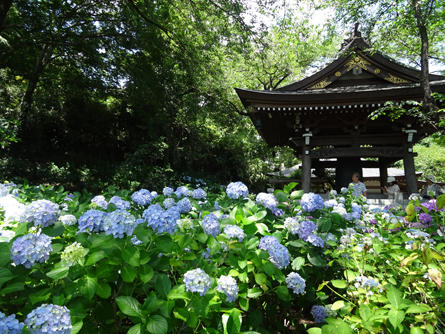 soshigaya-ajisai_20190627-1.jpg