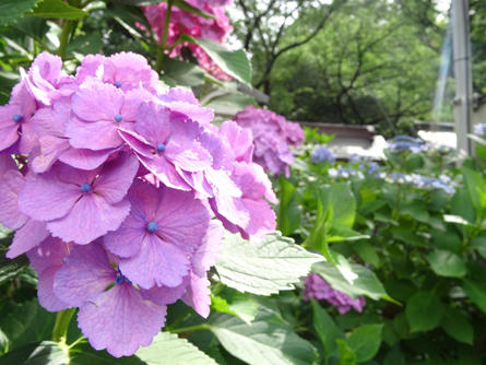soshigaya-ajisai_20190627-2.jpg